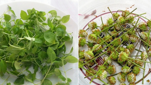 Limon Cress and Dushi Buttons