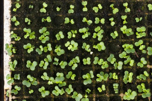 Seedlings growing at Yamashita's farm